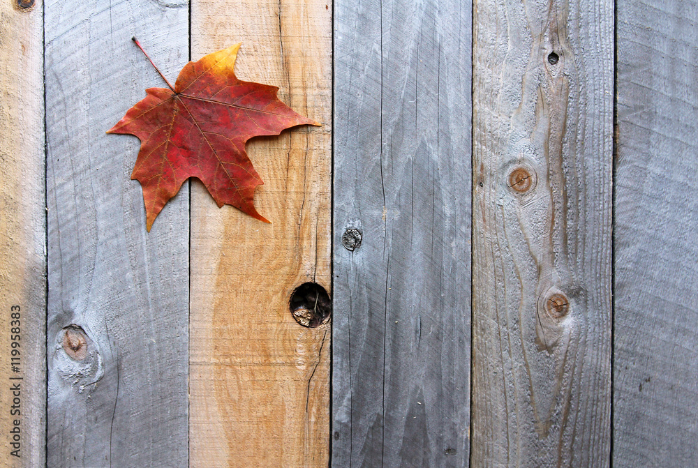 Autumn Sugar Maple Tree Leaf on Wood Background Autumn Sugar Maple Tree Leaf on Wood Background