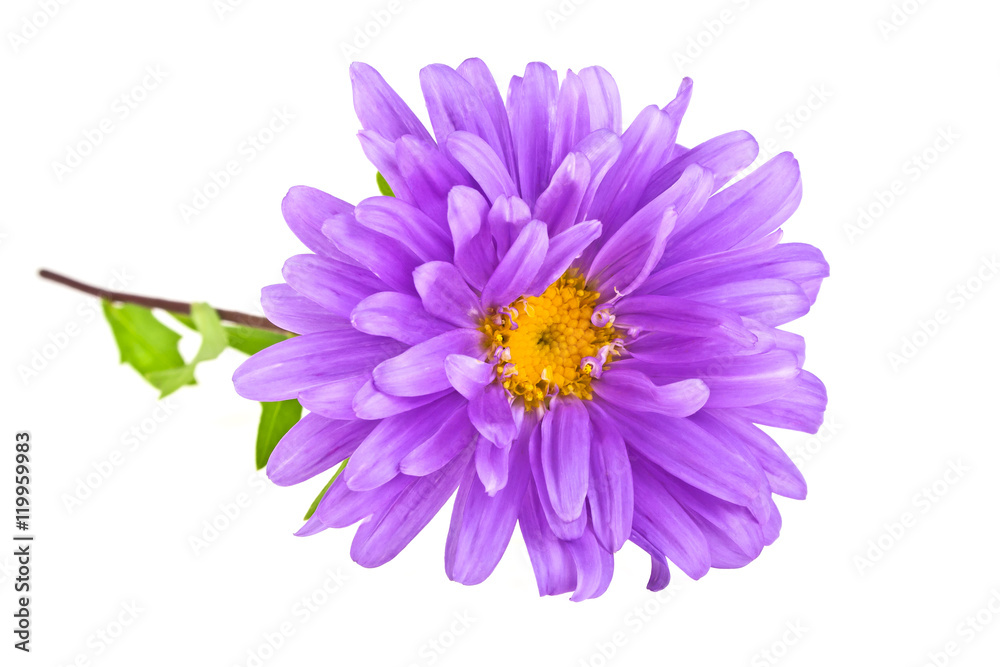 Close-up of violet aster isolated on white background Close-up of violet aster isolated on white background