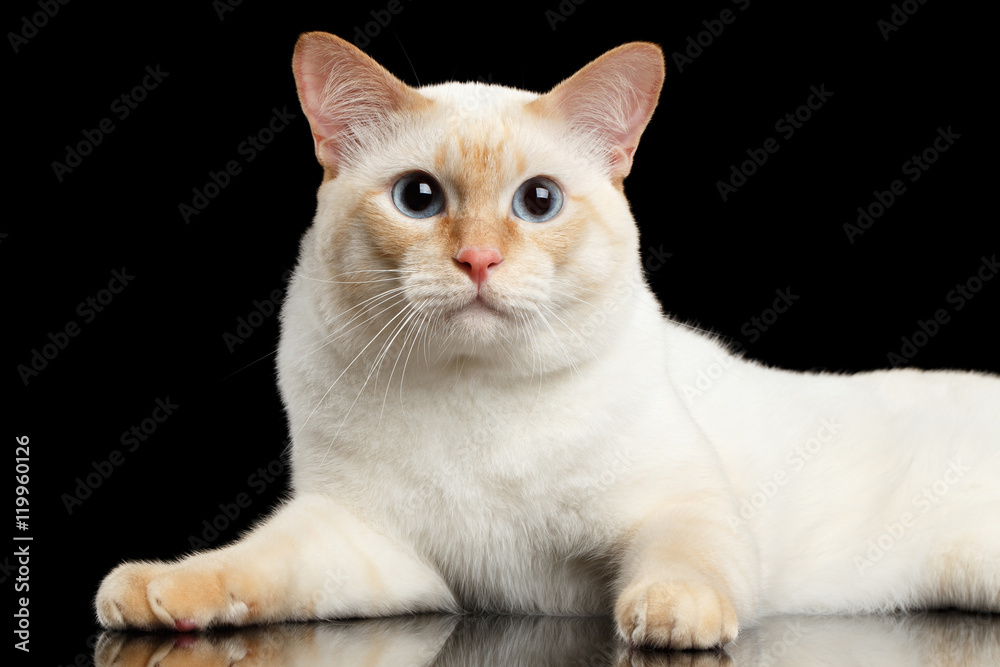 Close-up Fantastic Breed Mekong Bobtail Male Cat with Blue eyes, Lying Isolated Black Background, Color-point Fur