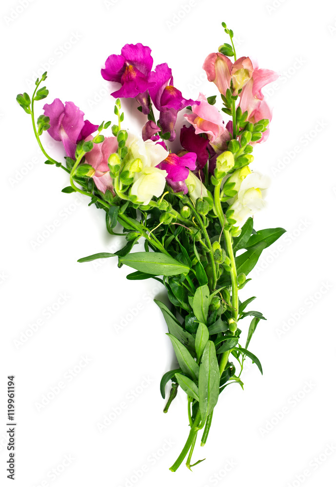 Meadow Wildflower Antirrhinum on White Meadow Wildflower Antirrhinum on White