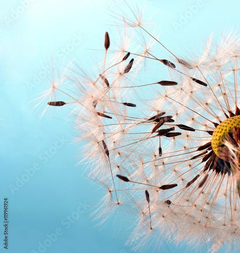 Fototapeta Naklejka Na Ścianę i Meble -  Dandelion seeds: Hopes, wishes and dreams: We fly away to fulfill wishes :)