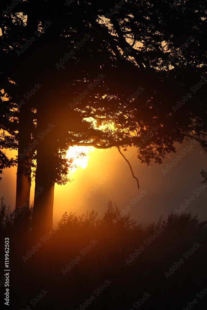 Sonnenaufgang hinter einer Baumsilhouette Sonnenaufgang hinter einer Baumsilhouette