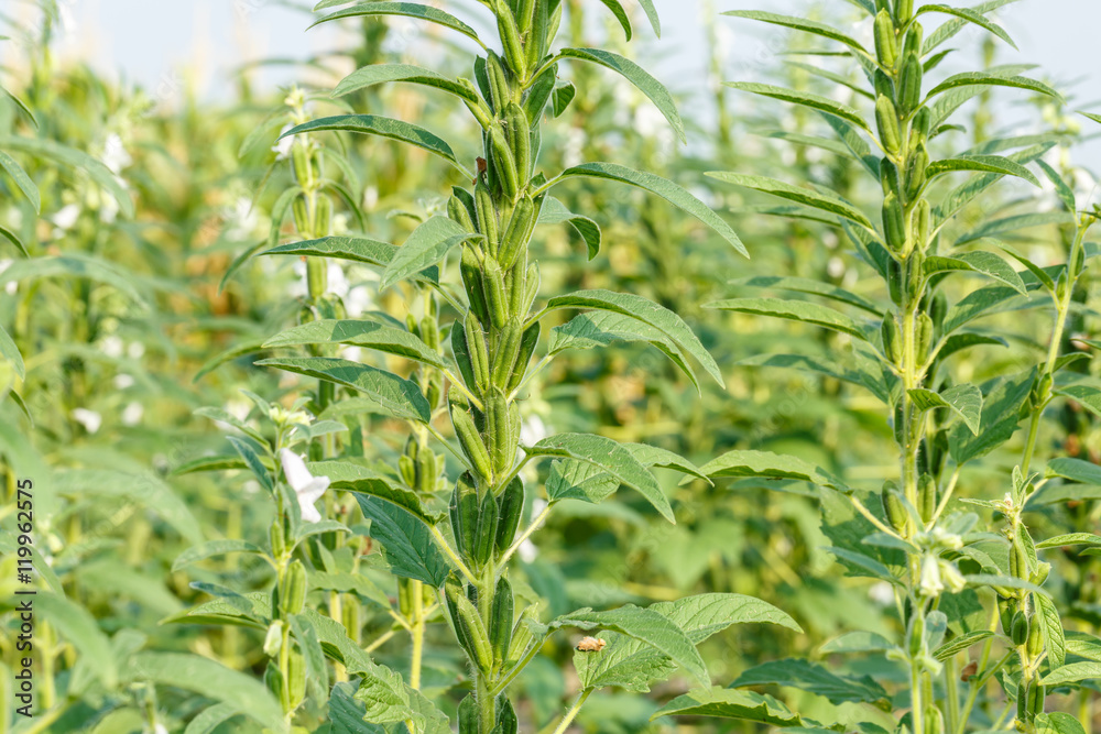 Sesame seed plants in the area of farmland Sesame seed plants in the area of farmland