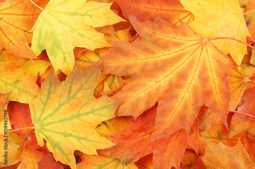 Vivid maple leaves background