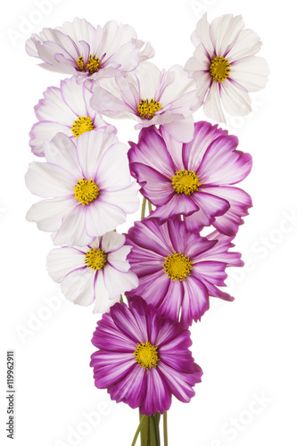 cosmos flower