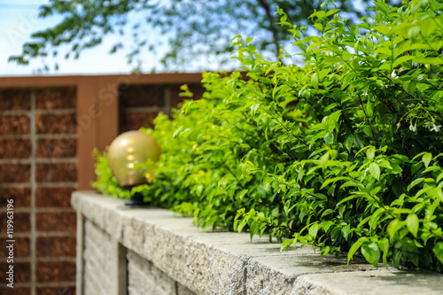 Brick wall and green leaf