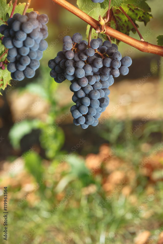 Cabernet Franc grapes growing in a vineyard at sunset time