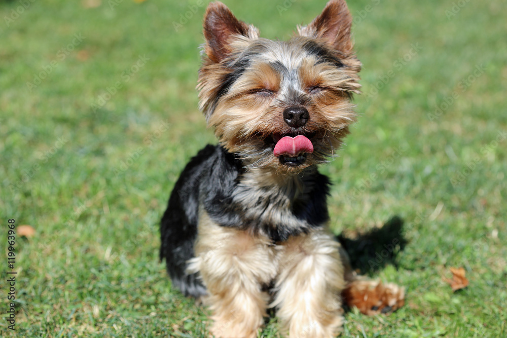 Yorkshire Terrier Yorkshire Terrier