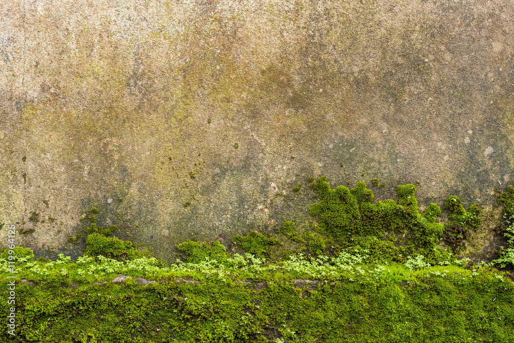 custom made wallpaper toronto digitalMildewed walls