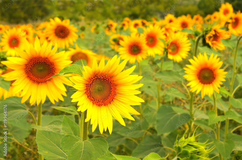 Sunflowers on blurred green background