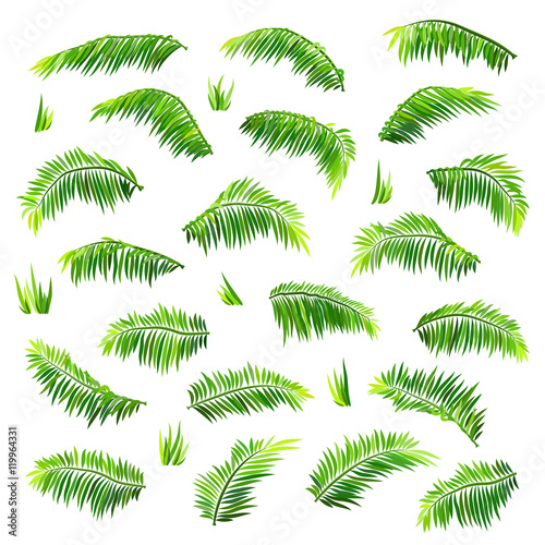 Exotic tropical colored coconut palm leaves set, isolated on white background. Vector illustration
