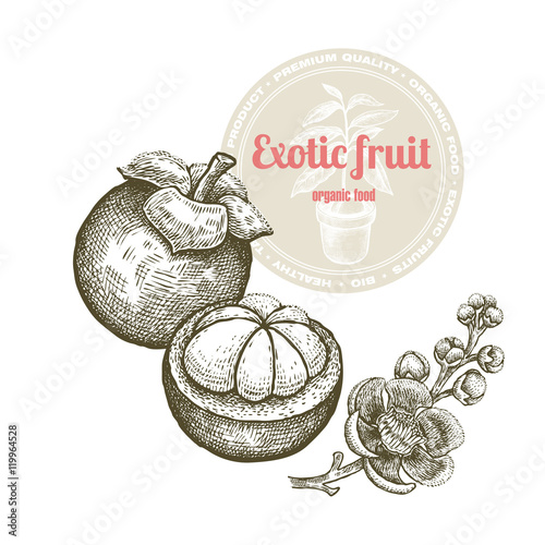 Vector image of exotic fruit mangosteen isolated on white background. Illustration vintage style engraving. White and black.