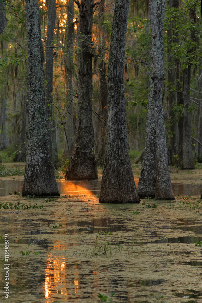 Fototapeta premium Rayon de soleil sur le bayou