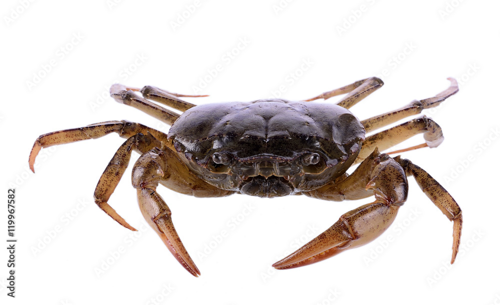 crab on white background