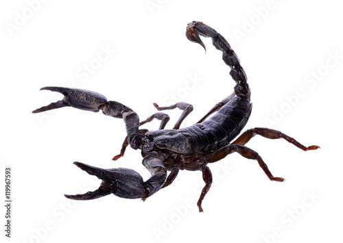 Scorpion isolated on white background © nortongo
