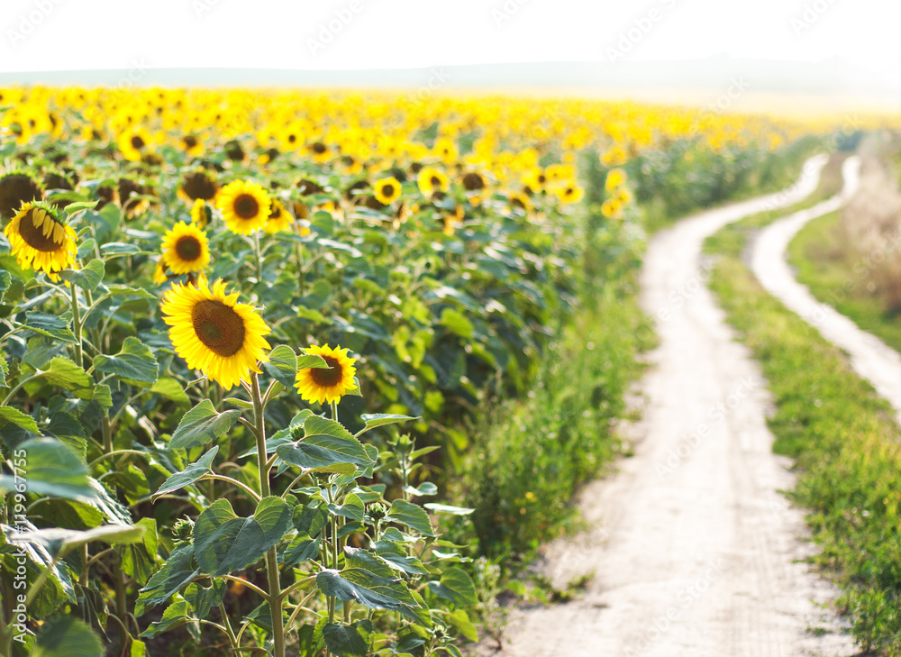 Naklejka premium Field with sunflowers