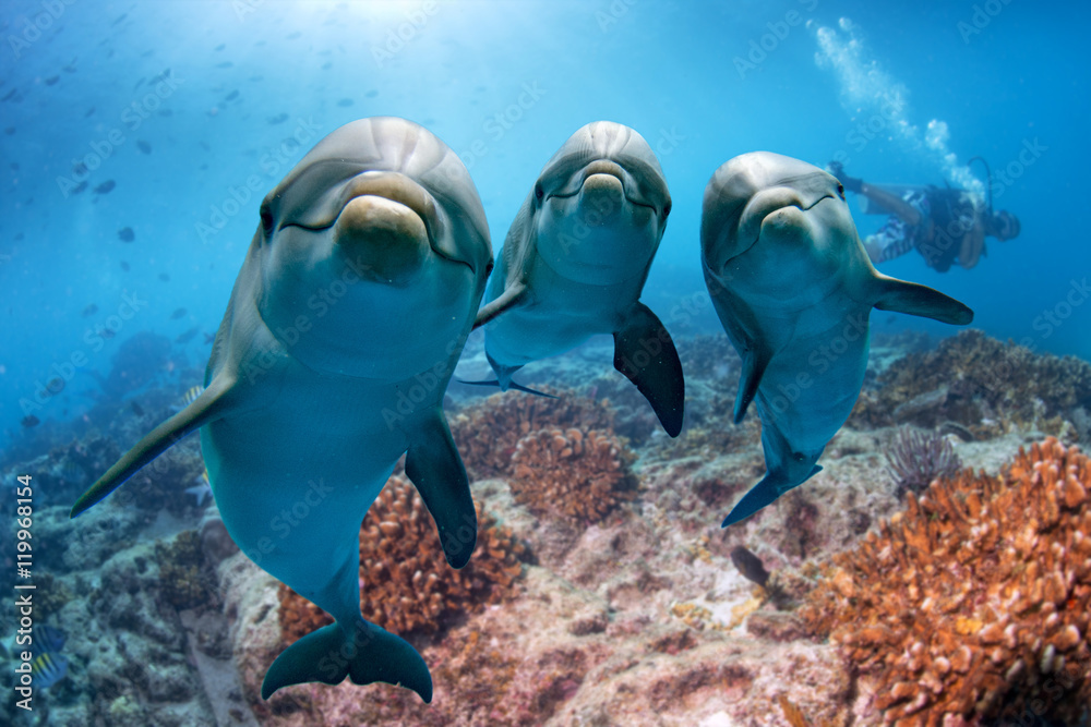 Obraz premium trzy delfiny z bliska portret pod wodą, patrząc na ciebie