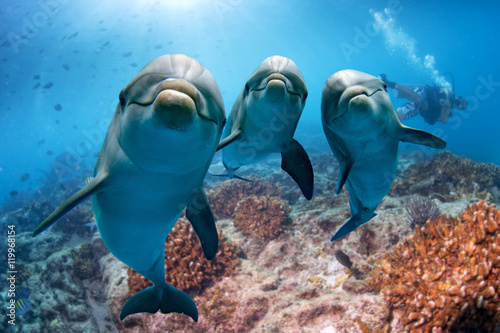 three dolphins close up portrait underwater while looking at you © Andrea Izzotti