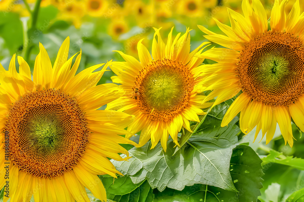 Obraz premium ヒマワリの花