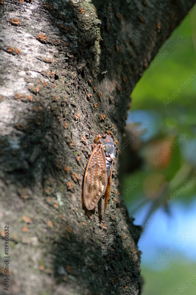 Obraz premium A Japanese large brown cicada-Graptopsaltria nigrofuscata- perched on a cherry tree in August.