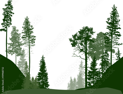 fir trees green forest isolated on white