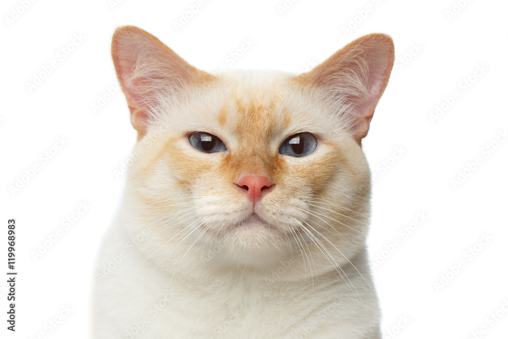 Close-up portrait of Funny Breed Mekong Bobtail Cat Blue eyed, happy face, Isolated White Background, Color-point Fur
