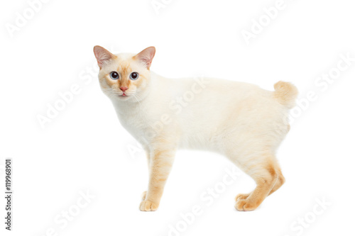 Funny Breed Mekong Bobtail Cat Blue eyed, Standing and Looking in Camera, Isolated White Background, Color-point Fur, without tail © seregraff