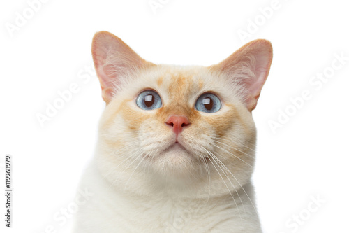 Close-up portrait of Funny Breed Mekong Bobtail Cat Blue eyed, Staring in Camera Isolated White Background, Color-point Fur © seregraff