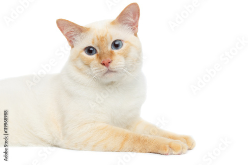 Close-up Beautiful Breed Mekong Bobtail Cat with Blue eyes Lying and Sad Looking, without tail on Isolated White Background, Color-point Fur