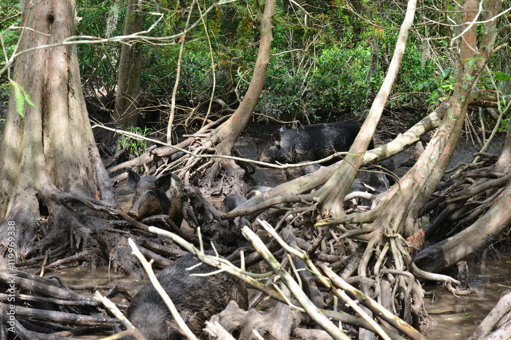 Wild pig in the muddy Swamplands of Louisiana in America.
Wild pig in the muddy Swamplands of Louisiana in America.