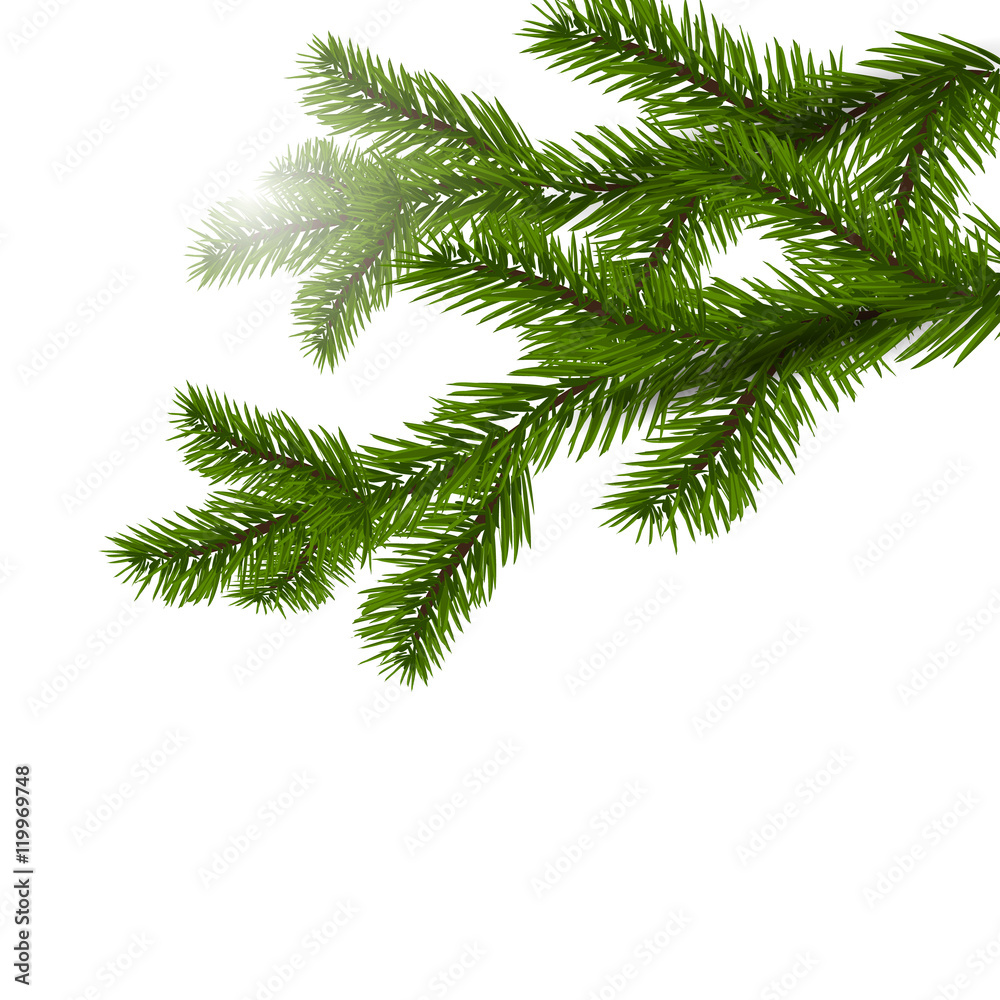 Two green spruce branches realistic. Christmas Spruce branches. Isolated on white Christmas illustration Two green spruce branches realistic. Christmas Spruce branches. Isolated on white Christmas illustration