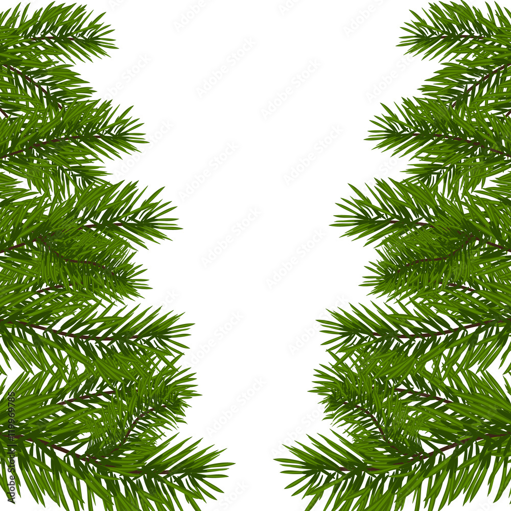 Green lush branch of spruce with the two sides. Fir branches. Isolated on white illustration