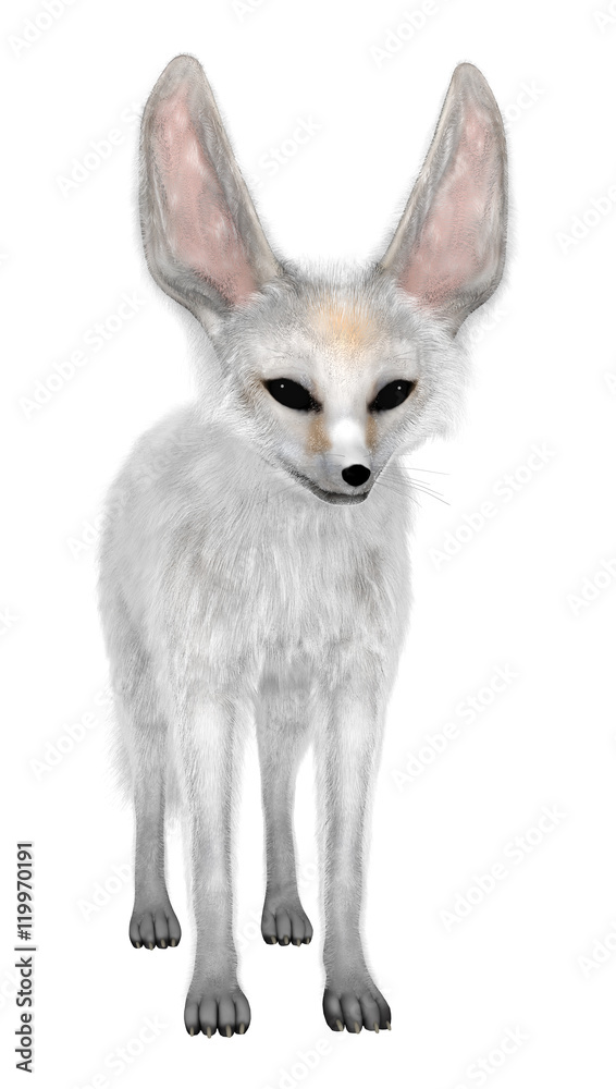 3D Rendering Fennec Fox on White 3D Rendering Fennec Fox on White