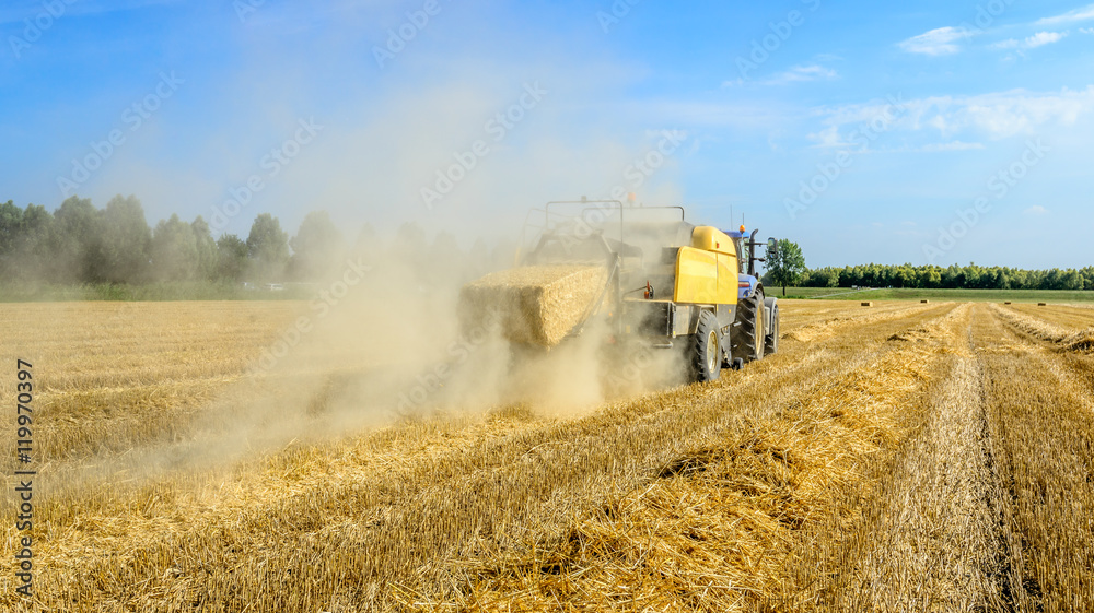 Fototapeta premium Pak wheat straw leaves the bale press