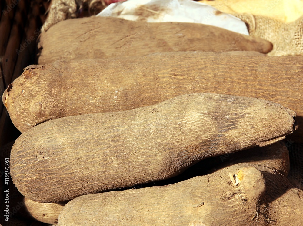 brown,tasty roots of YAM vegetable