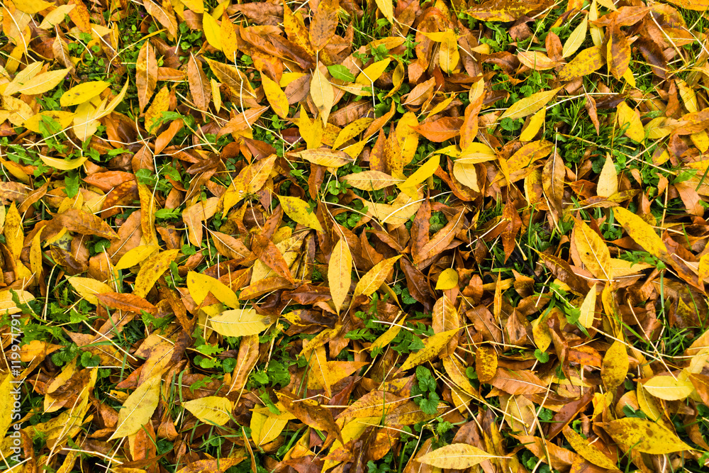 Autumn carpet of yellow and orange leaves on a green grass in a park Autumn carpet of yellow and orange leaves on a green grass in a park