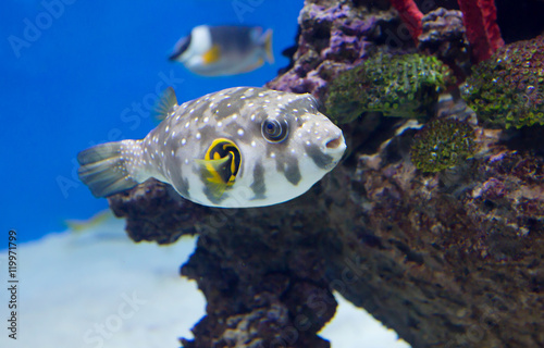 Аквариумная рыбка -Puffer Fish