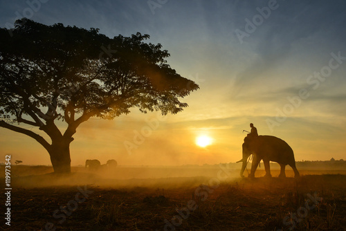 Fototapeta Naklejka Na Ścianę i Meble -  Elephant and Man hometown in the field on during mist sunrise ,Surin Thailand