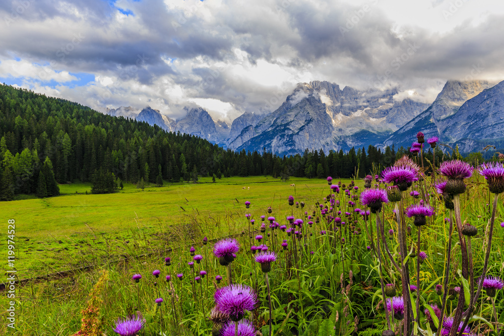 Obraz premium Wild flowers and range of Sorapis Mountains and Monte Antelao with grassland in Misurina, near Cortina d'Ampezzo, Dolomite Alps, Italy