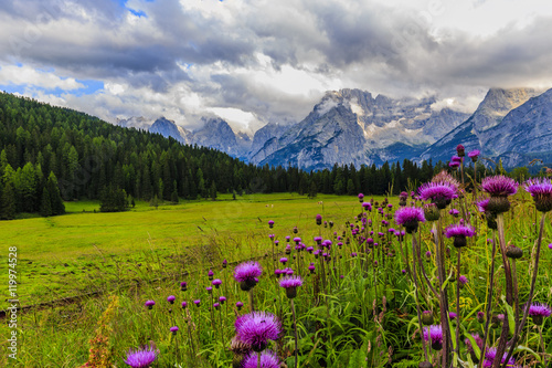 Wild flowers and range of Sorapis Mountains and Monte Antelao with grassland in Misurina, near Cortina d'Ampezzo, Dolomite Alps, Italy