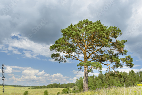 solitary pine tree stands alone against blue sky with forest
