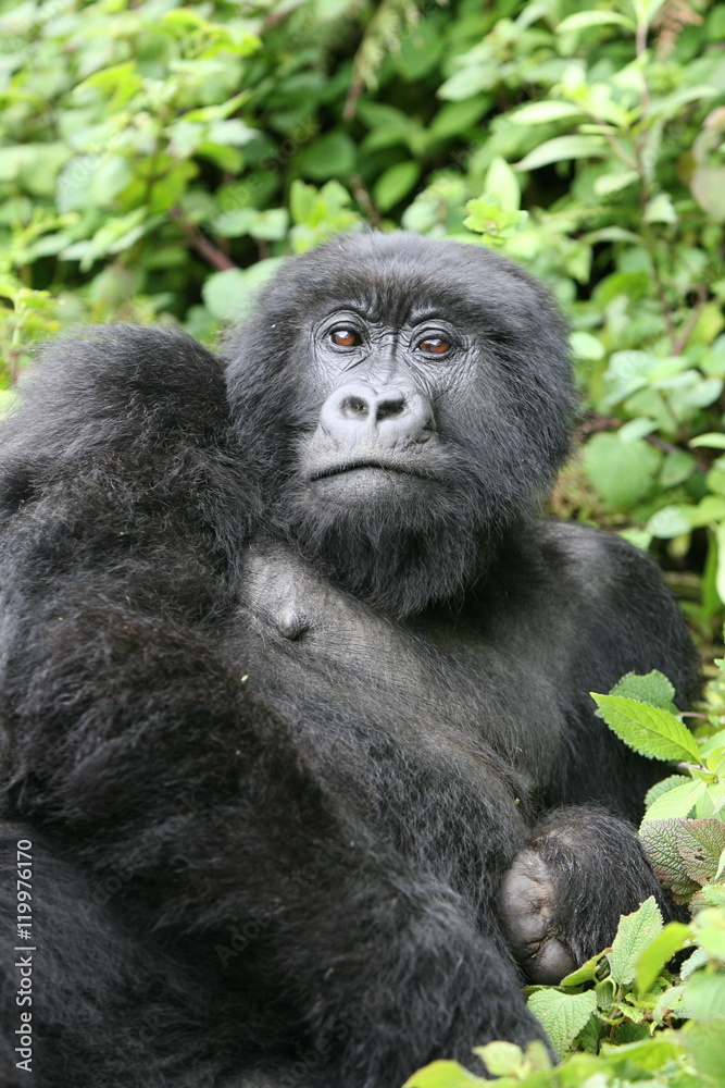 Wild Gorilla animal Rwanda Africa tropical Forest Wild Gorilla animal Rwanda Africa tropical Forest