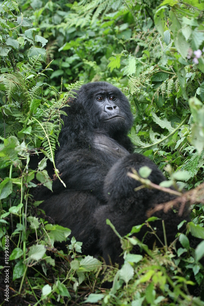 Obraz premium Wild Gorilla animal Rwanda Africa tropical Forest
