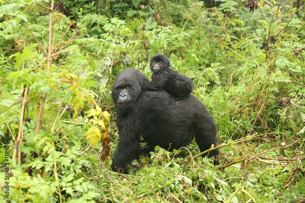 Wild Gorilla animal Rwanda Africa tropical Forest Wild Gorilla animal Rwanda Africa tropical Forest