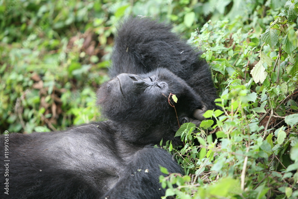 Fototapeta premium Wild Gorilla animal Rwanda Africa tropical Forest