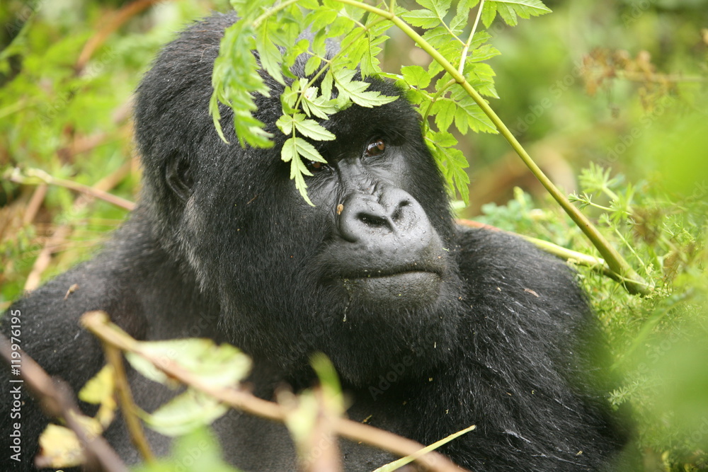 Obraz premium Wild Gorilla animal Rwanda Africa tropical Forest