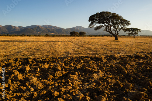 Campagne di Gonnosfanadiga, Sardegna, Italia photo