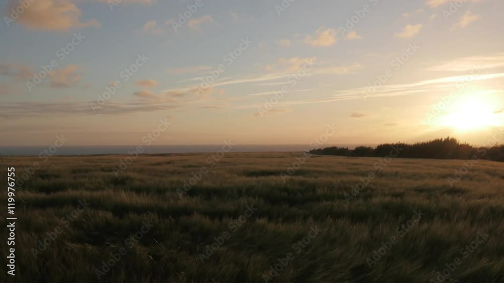 wheat field forming waves in the wind in Cornwall wheat field forming waves in the wind in Cornwall