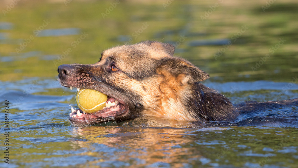 German Shepherd retrieving ball from water, Italy German Shepherd retrieving ball from water, Italy