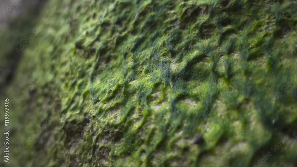 Camera follows along a wall covered with green moss. Slow motion Camera follows along a wall covered with green moss. Slow motion